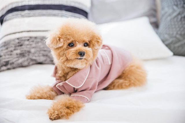 東中野で愛犬・愛猫と暮らす！ペット可マンションで叶える理想のライフスタイル